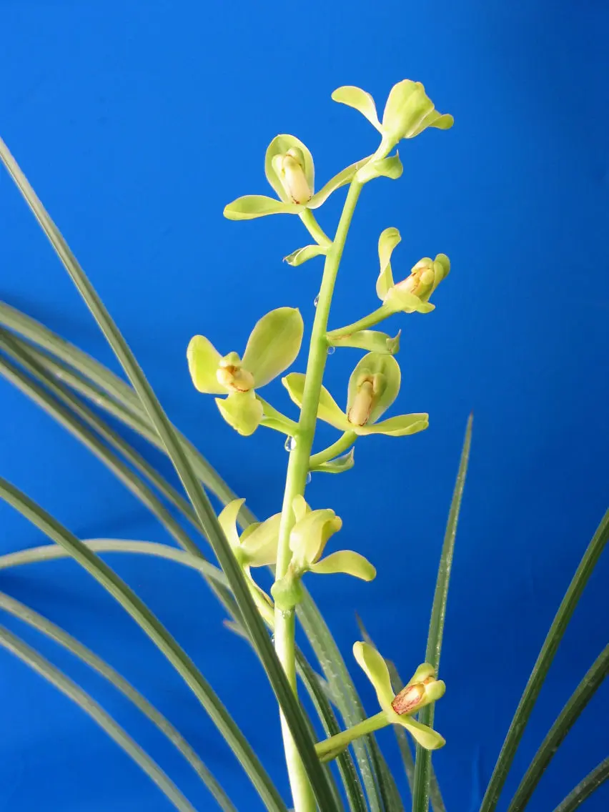 蕙兰無名吴治海