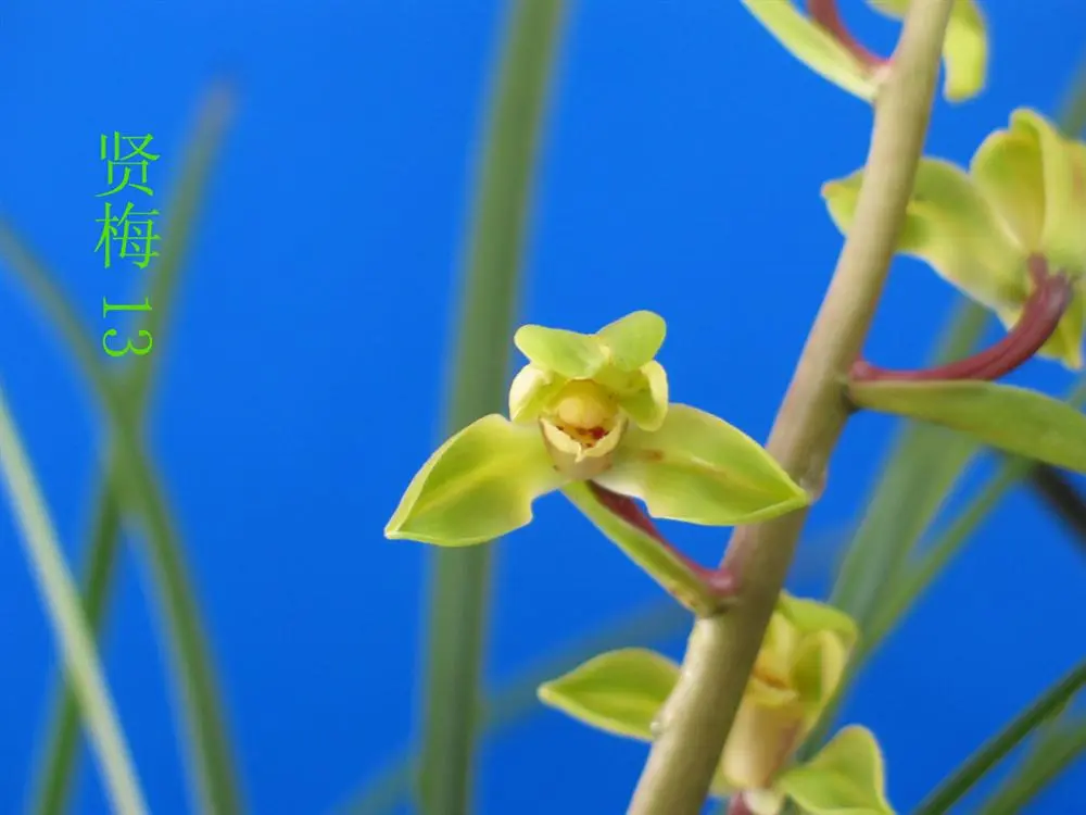 蕙兰贤梅丁建星