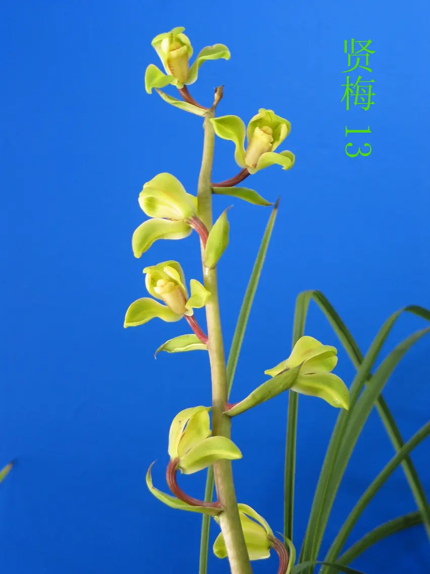 蕙兰贤梅丁建星