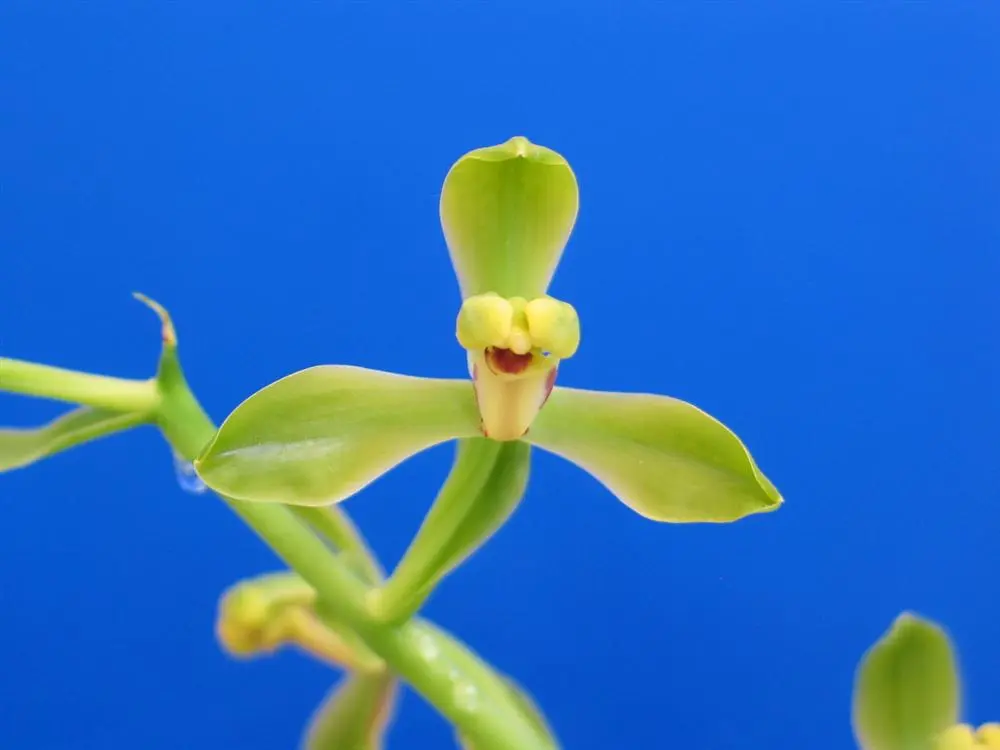 蕙兰新华梅朱阿兴