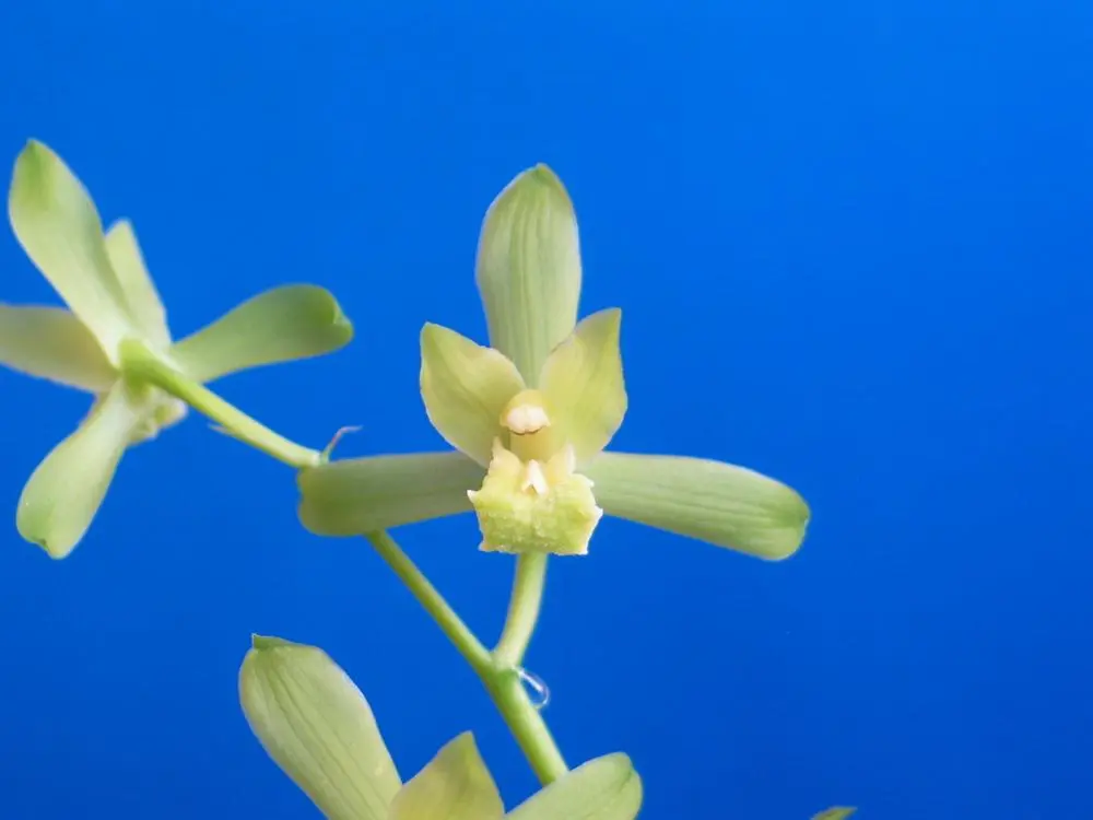 蕙兰新素吴治海