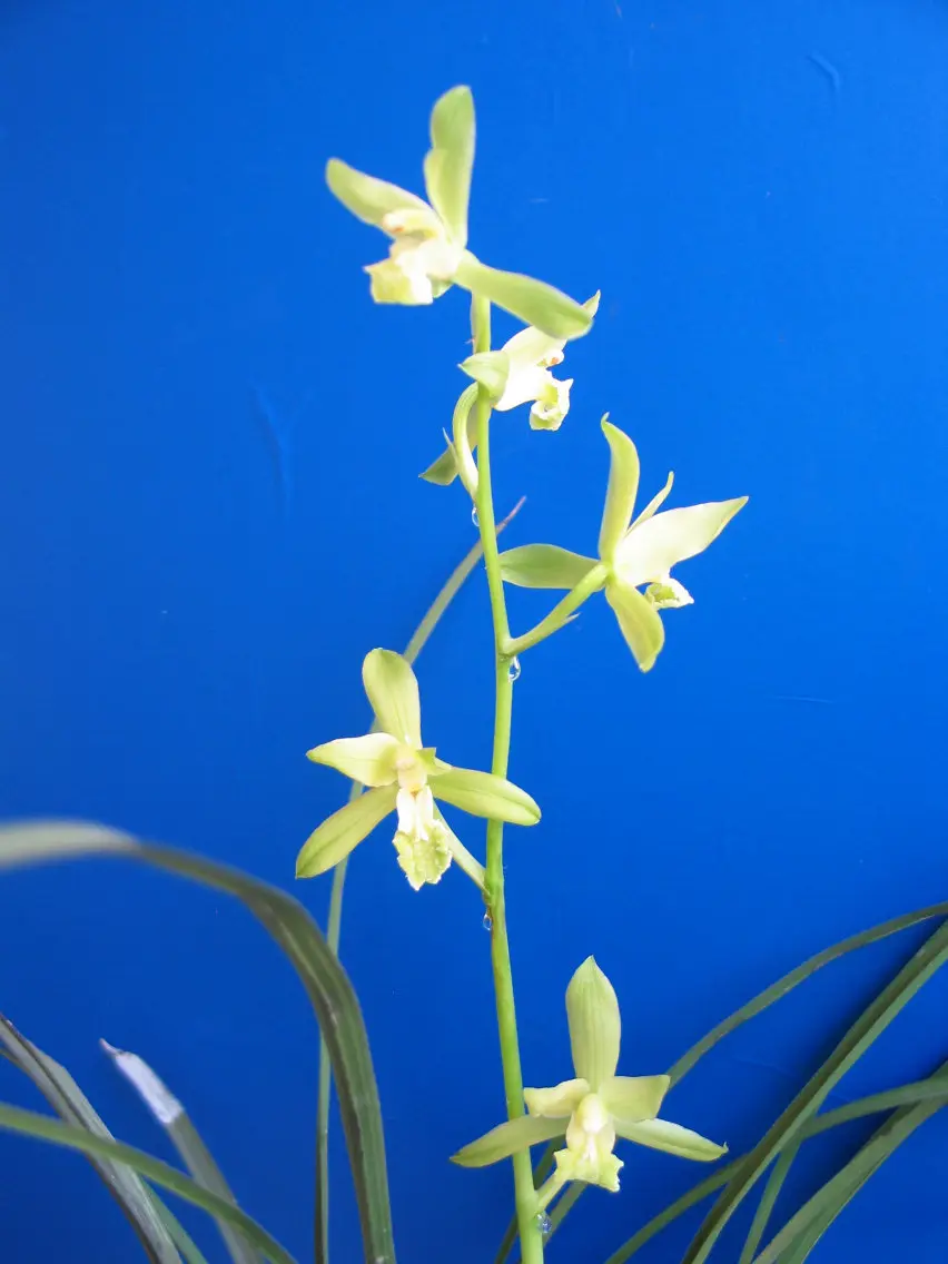 蕙兰新素吴治海