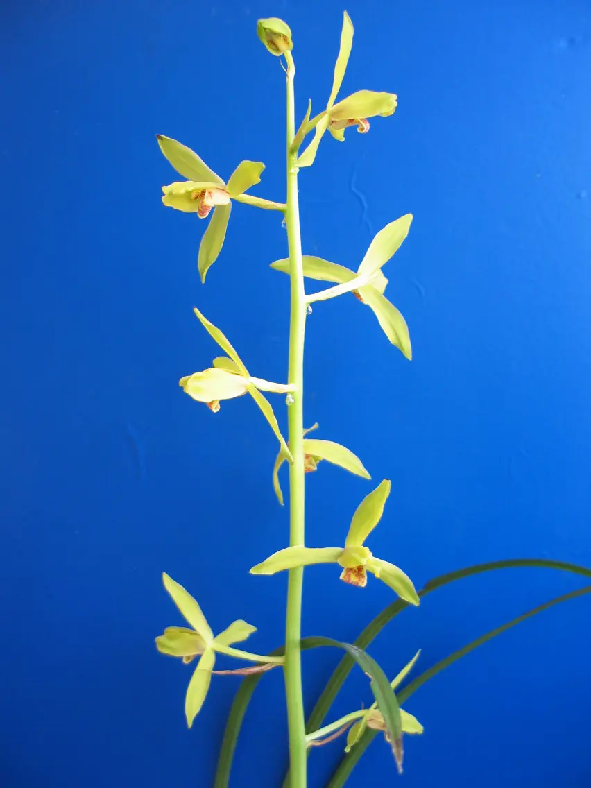 蕙兰映月曹卫东