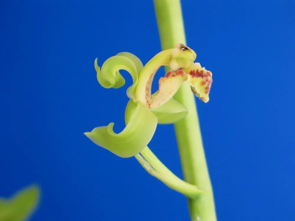 蕙兰玉飞凤范兆生