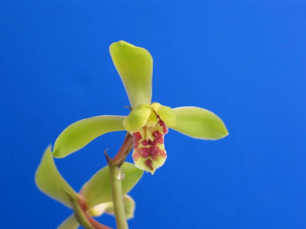 蕙兰元字金泓炜