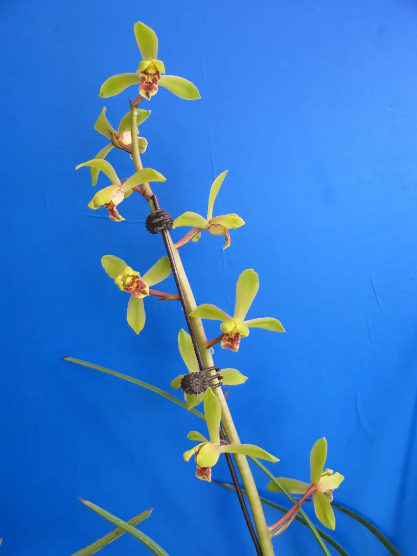 蕙兰元字金泓炜