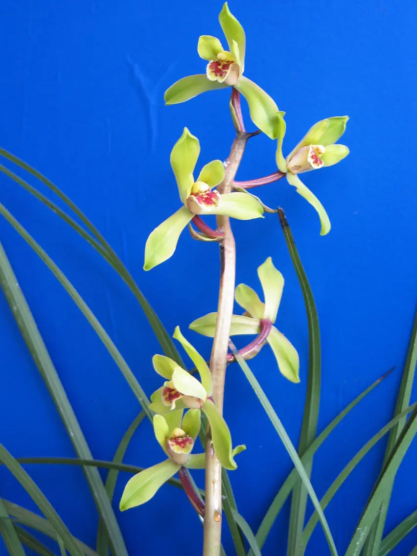 蕙兰郑孝荷朱跃