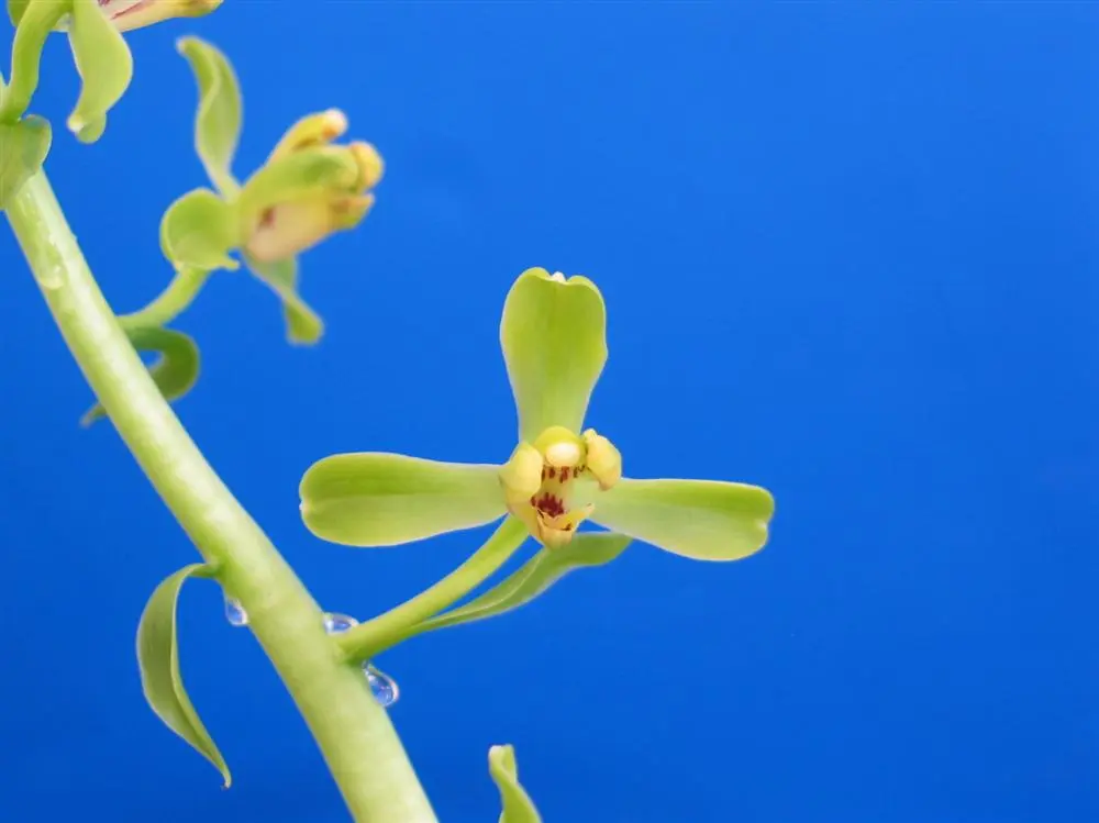 蕙兰翠萼范兆生