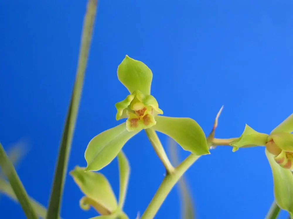 蕙兰大陈字朱阿兴