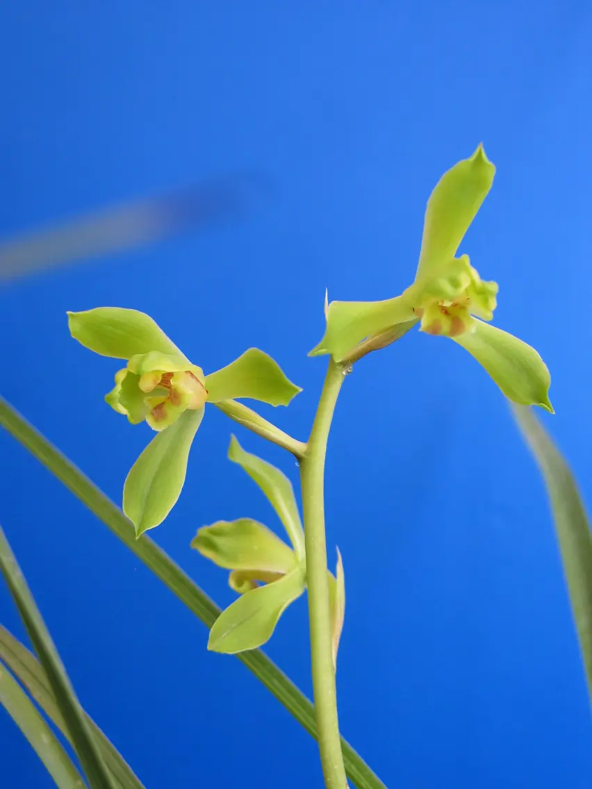 蕙兰大陈字朱阿兴