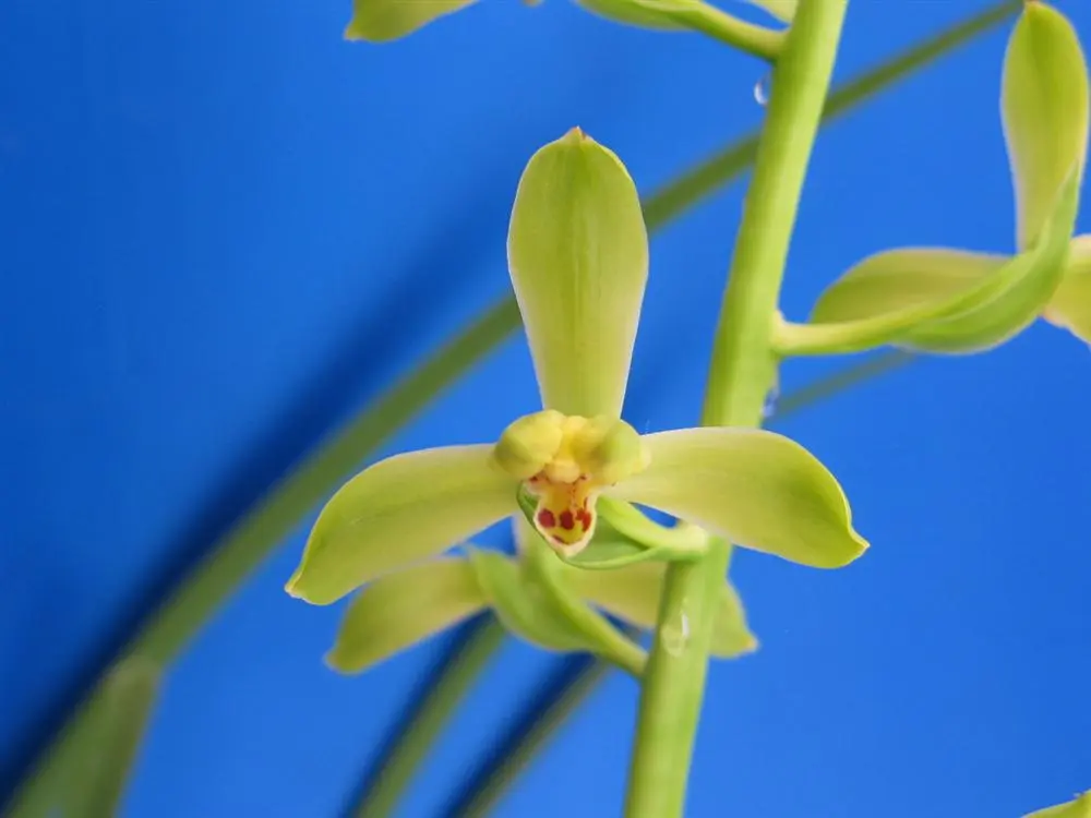 蕙兰潘绿刘卫东