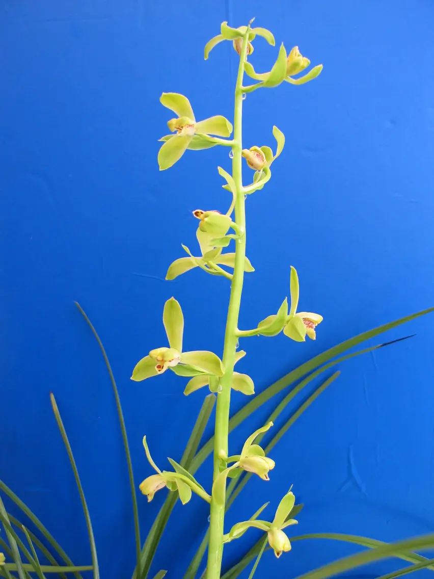 蕙兰潘绿刘卫东