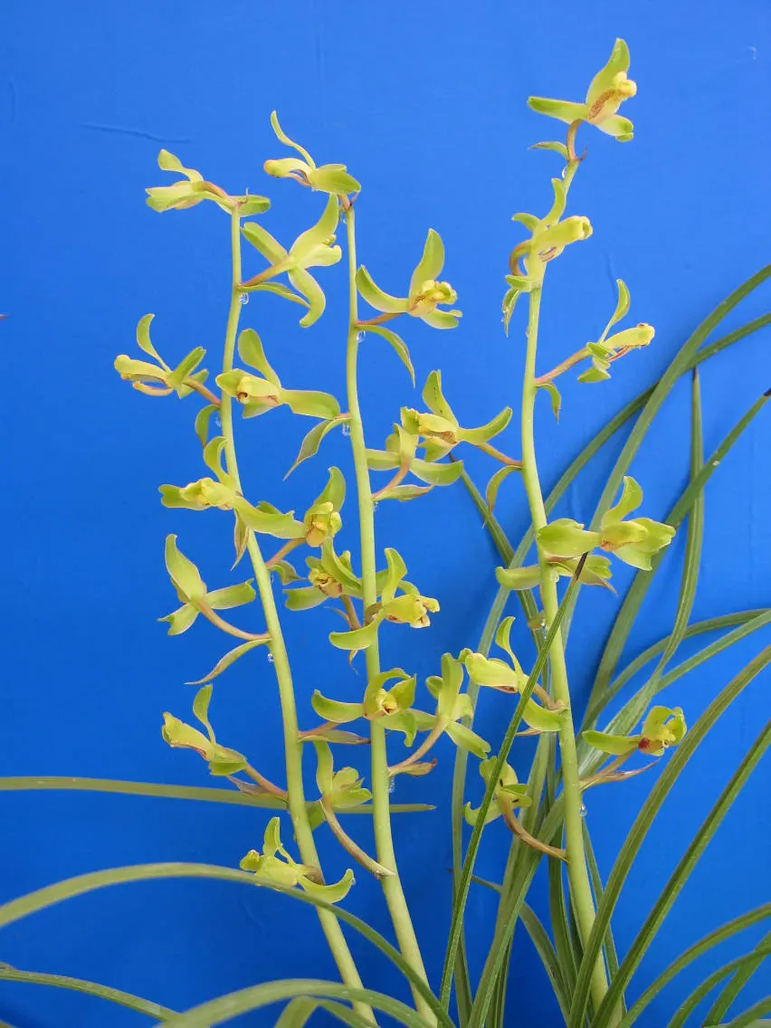 蕙兰赛海鸥朱阿兴