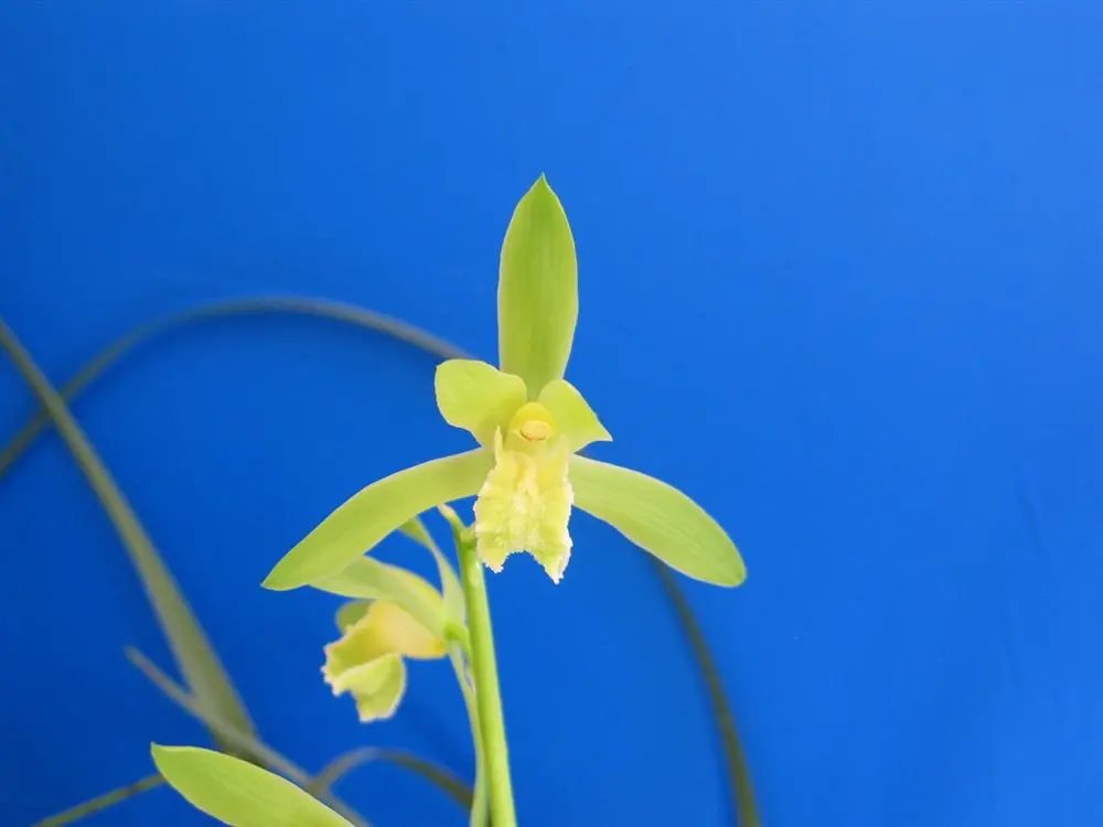 蕙兰温州素庄钧