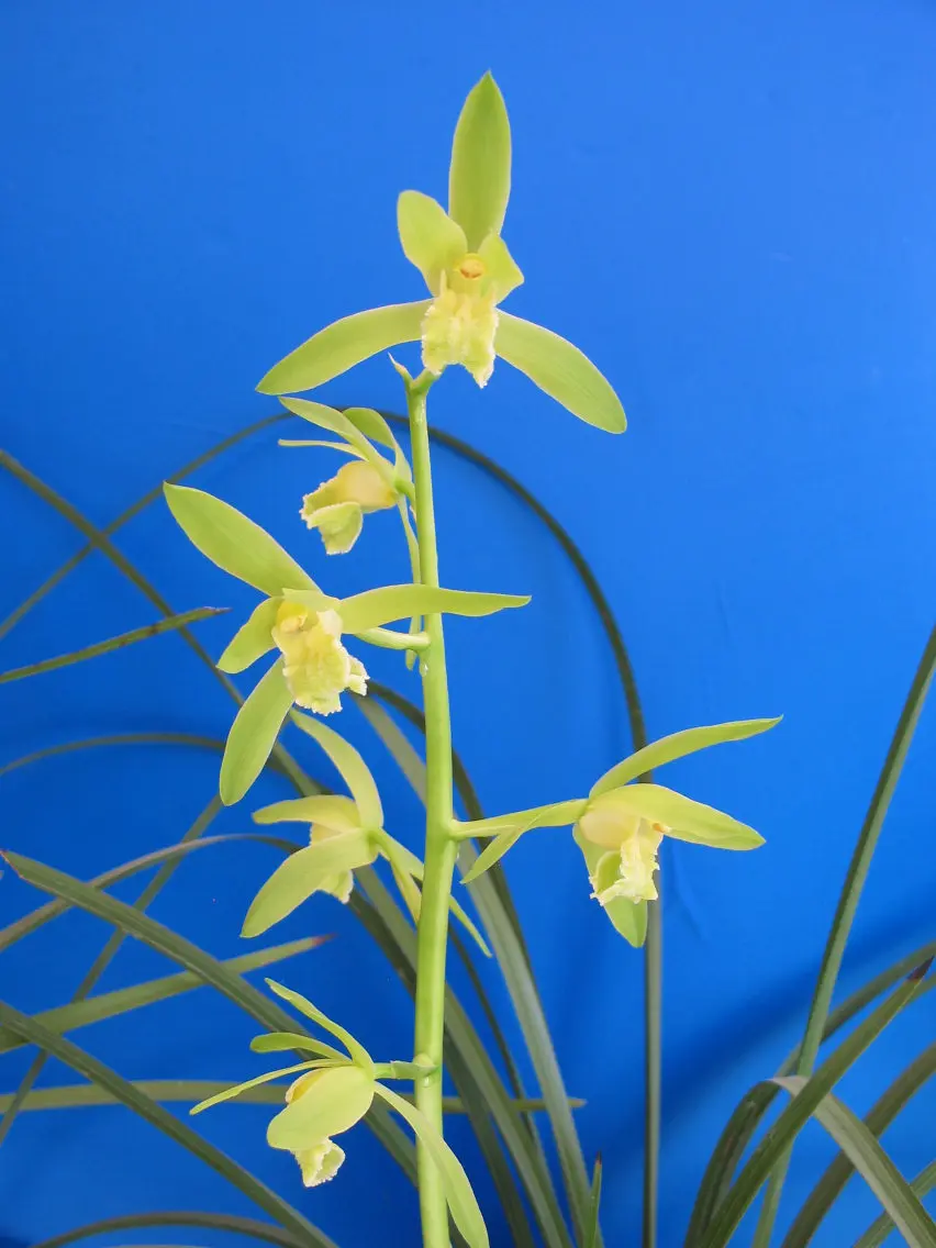 蕙兰温州素庄钧