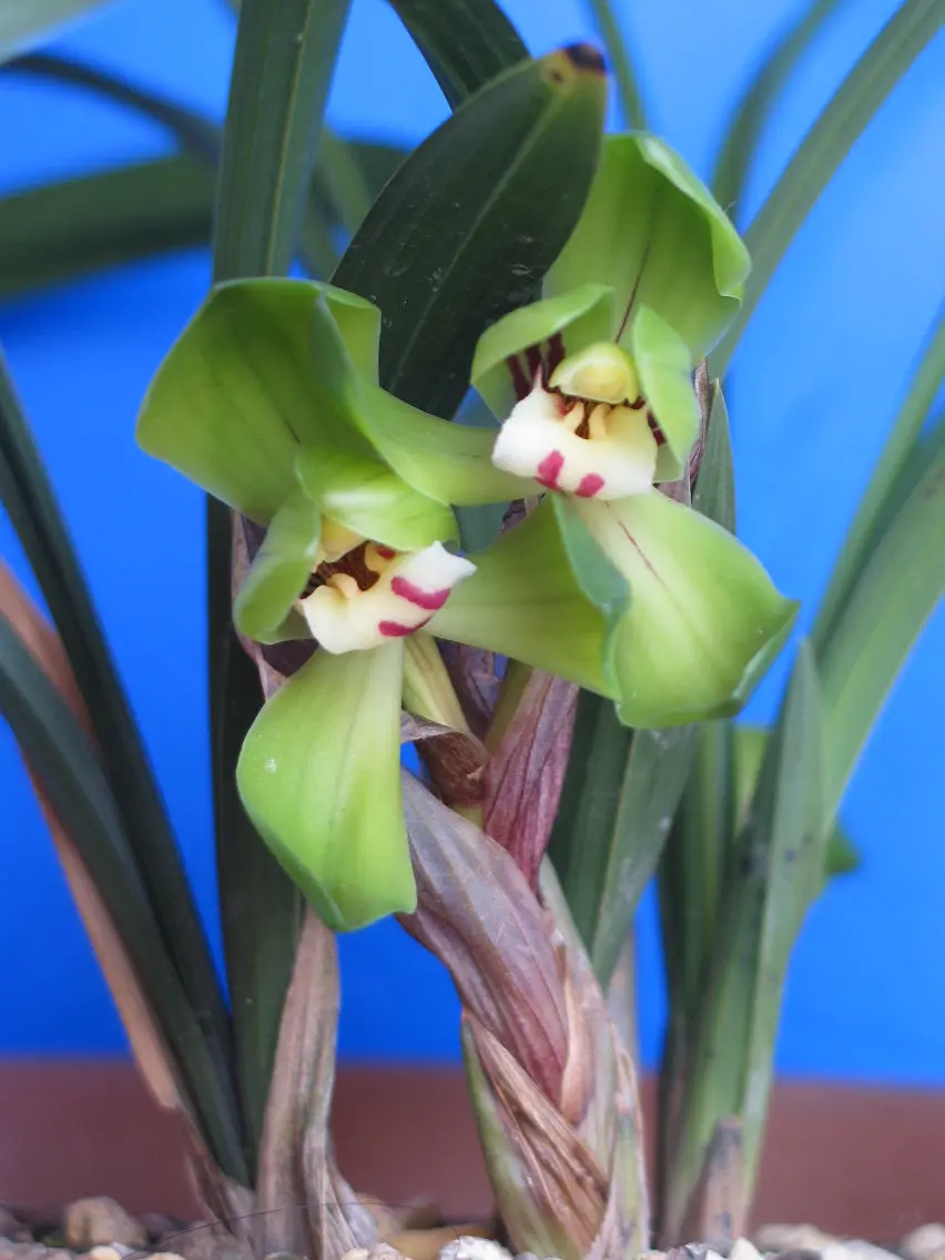 春兰大富贵宋励超