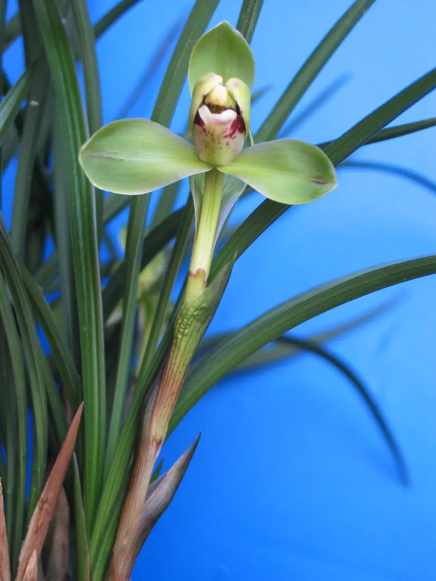 春兰定新梅李秋龙