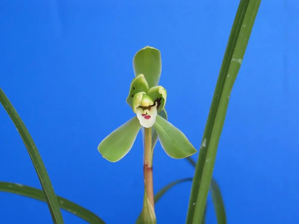 春兰东港大梅奚志宏