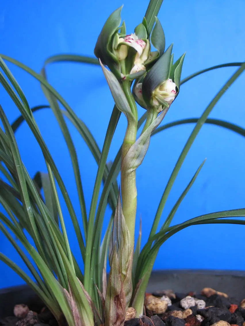 春兰朵朵蝶钟锡良