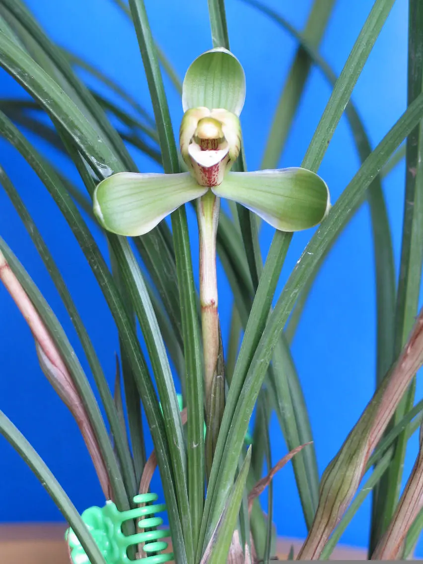 春兰贺神梅孙俊