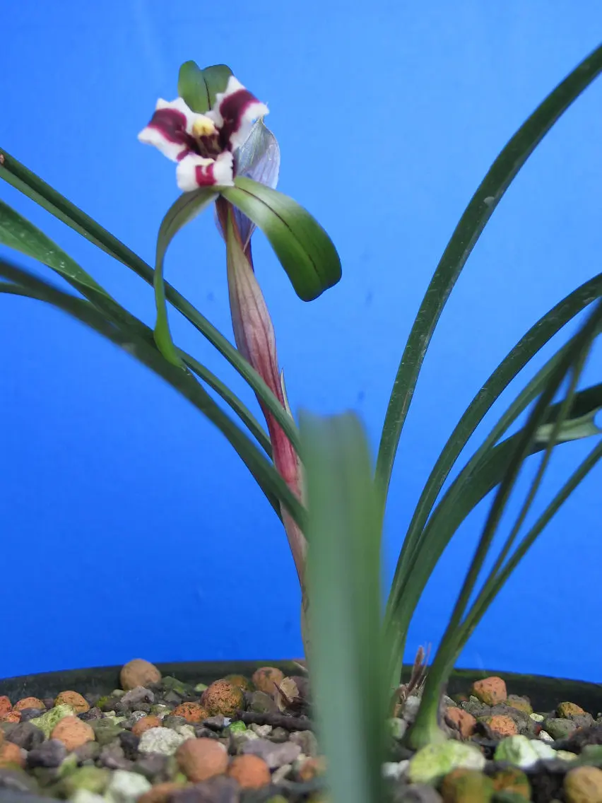 春兰虎蕊蝶李秋龙