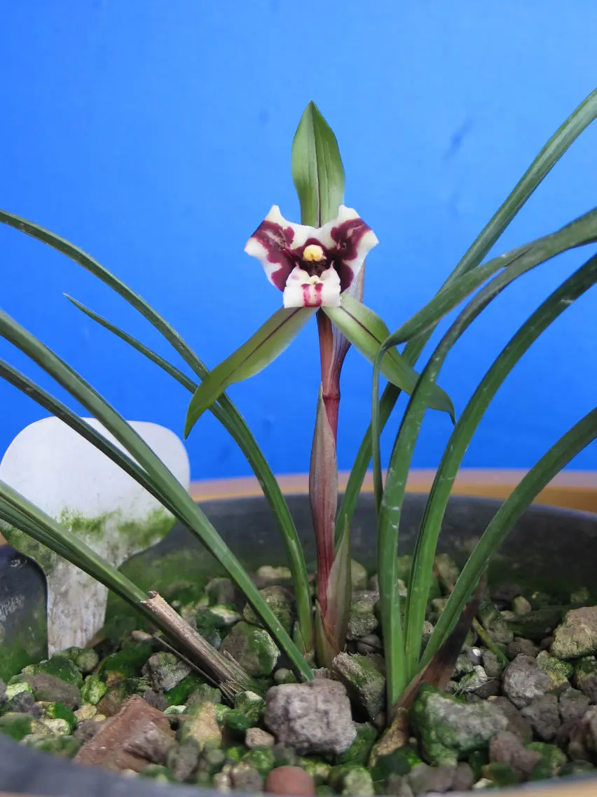 春兰虎蕊蝶钱仲甫