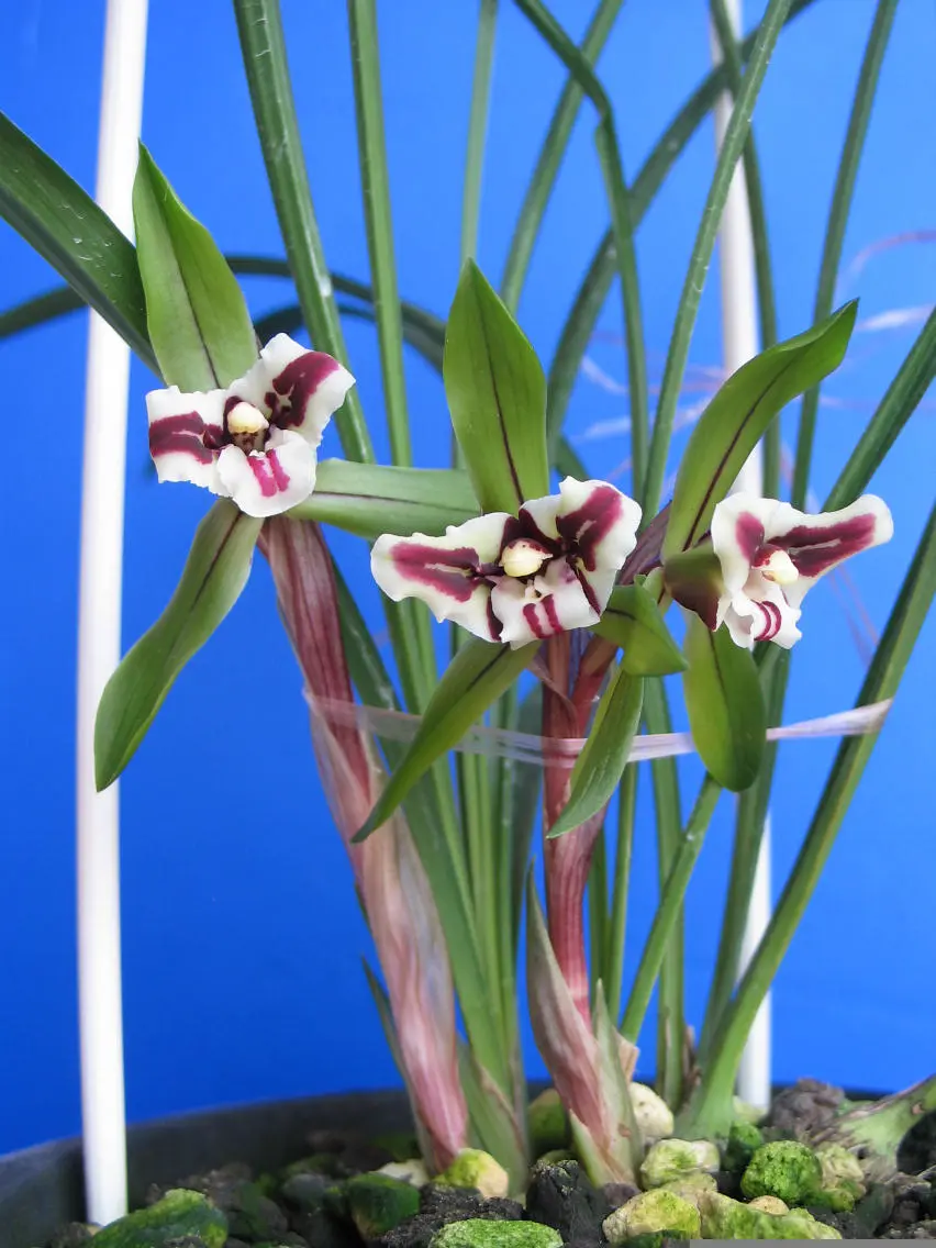 春兰虎蕊蝶钟锡良