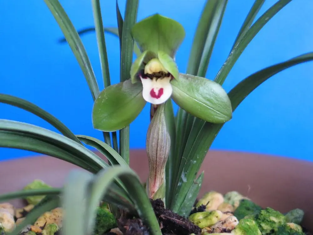 春兰环球荷鼎盛云峰