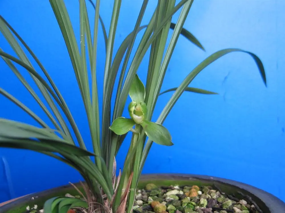 春兰江南雪李秋龙