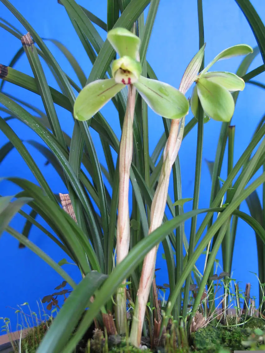 春兰金昌梅奚志宏