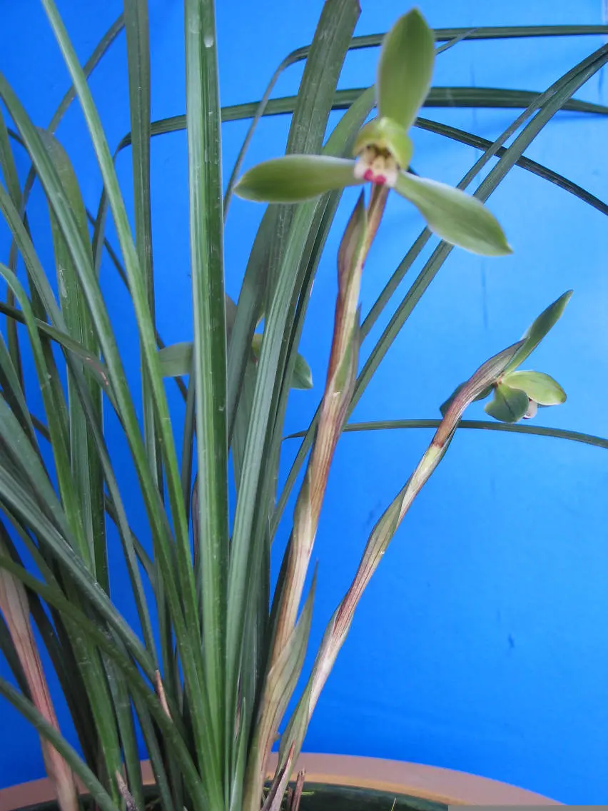 春兰漓渚第一仙孙俊