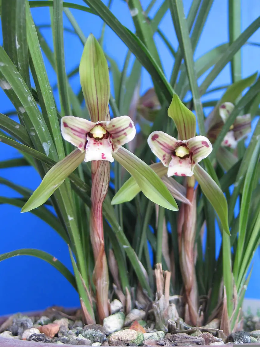 春兰梁溪蕊蝶马志生