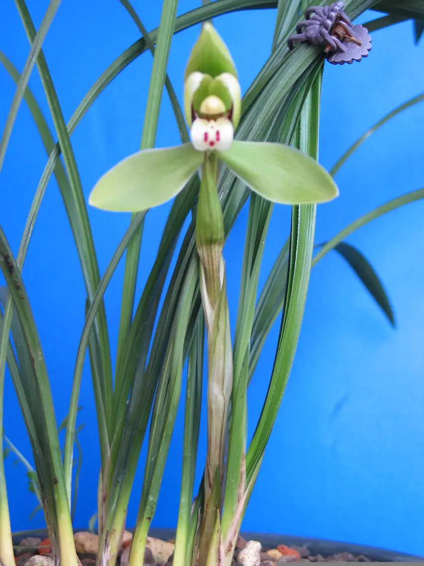 春兰龙字巢杏虎