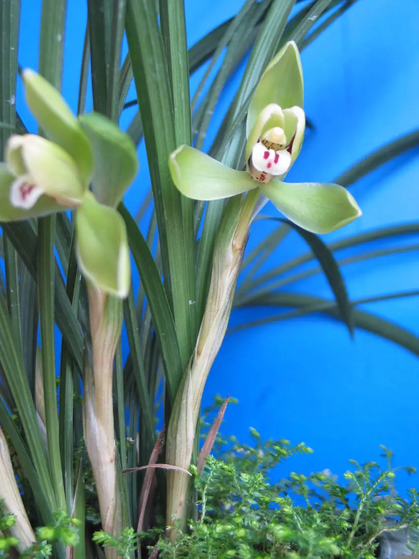 春兰龙字徐立奇