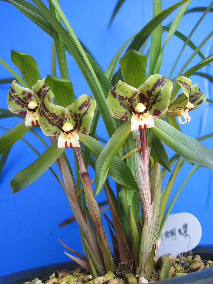 春兰绿蝴蝶华光