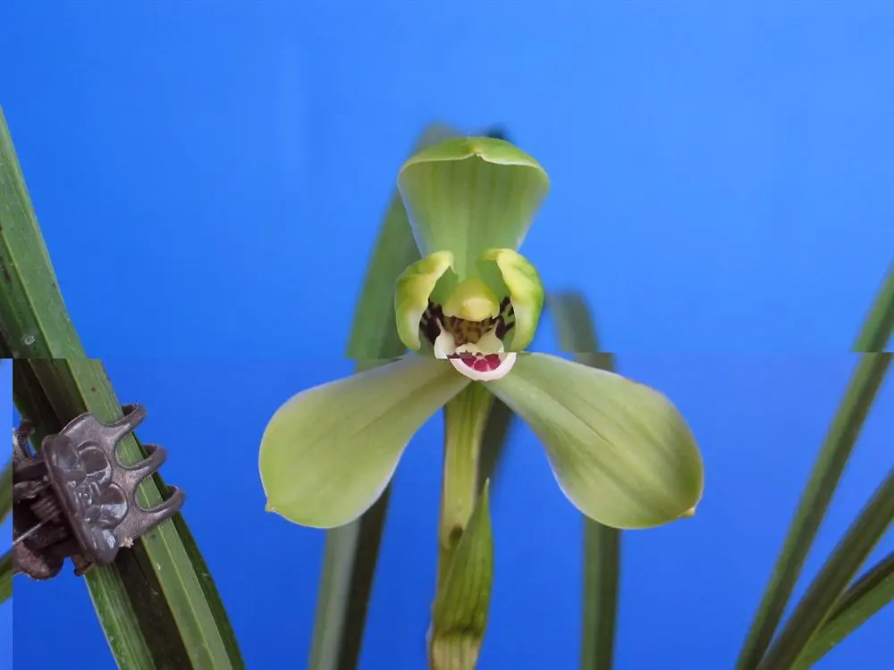 春兰绿英朱阿兴