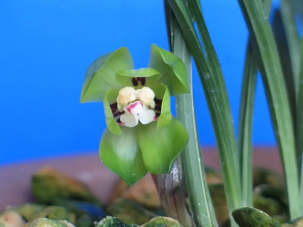 春兰绿云盛云峰