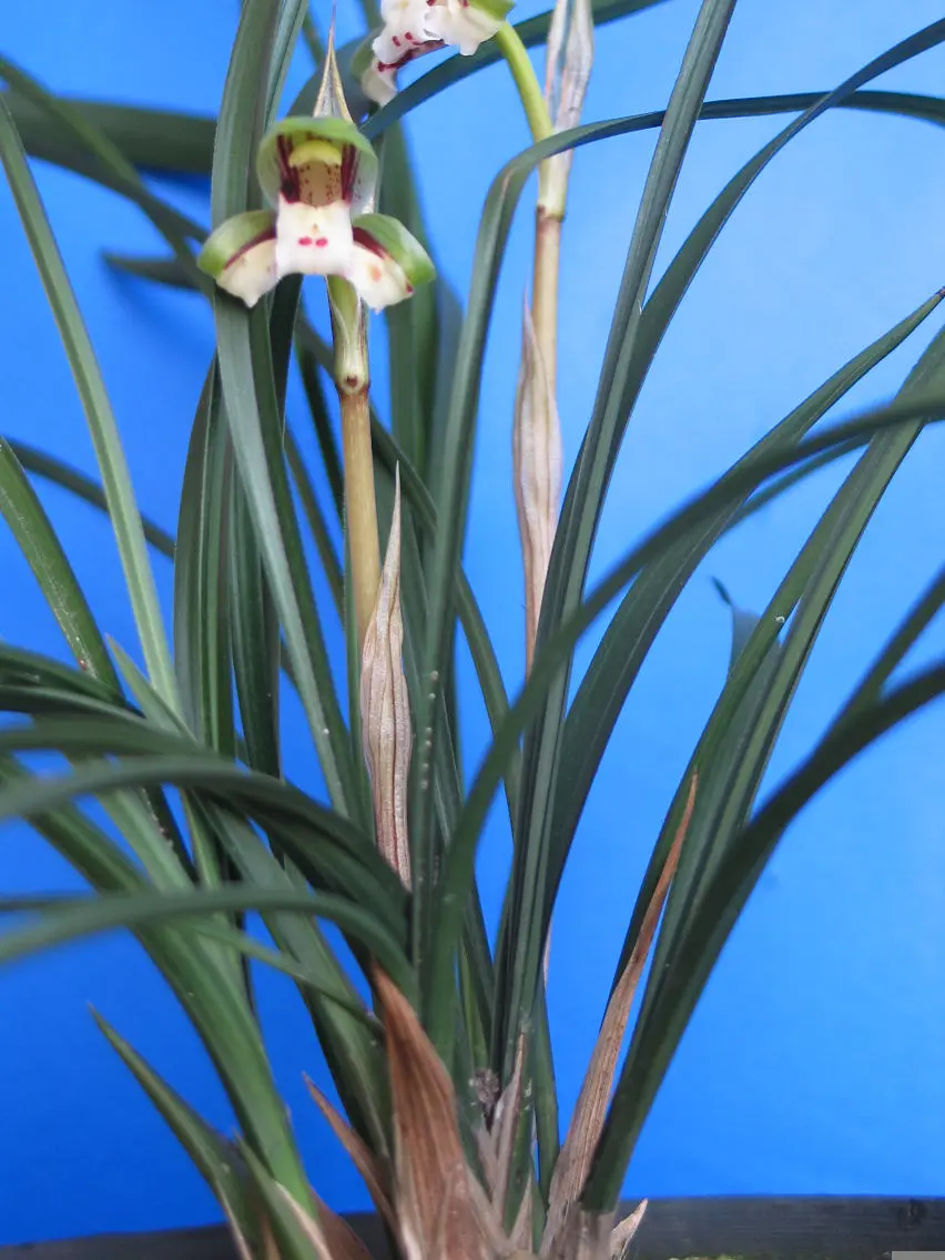 春兰明蝶李秋龙