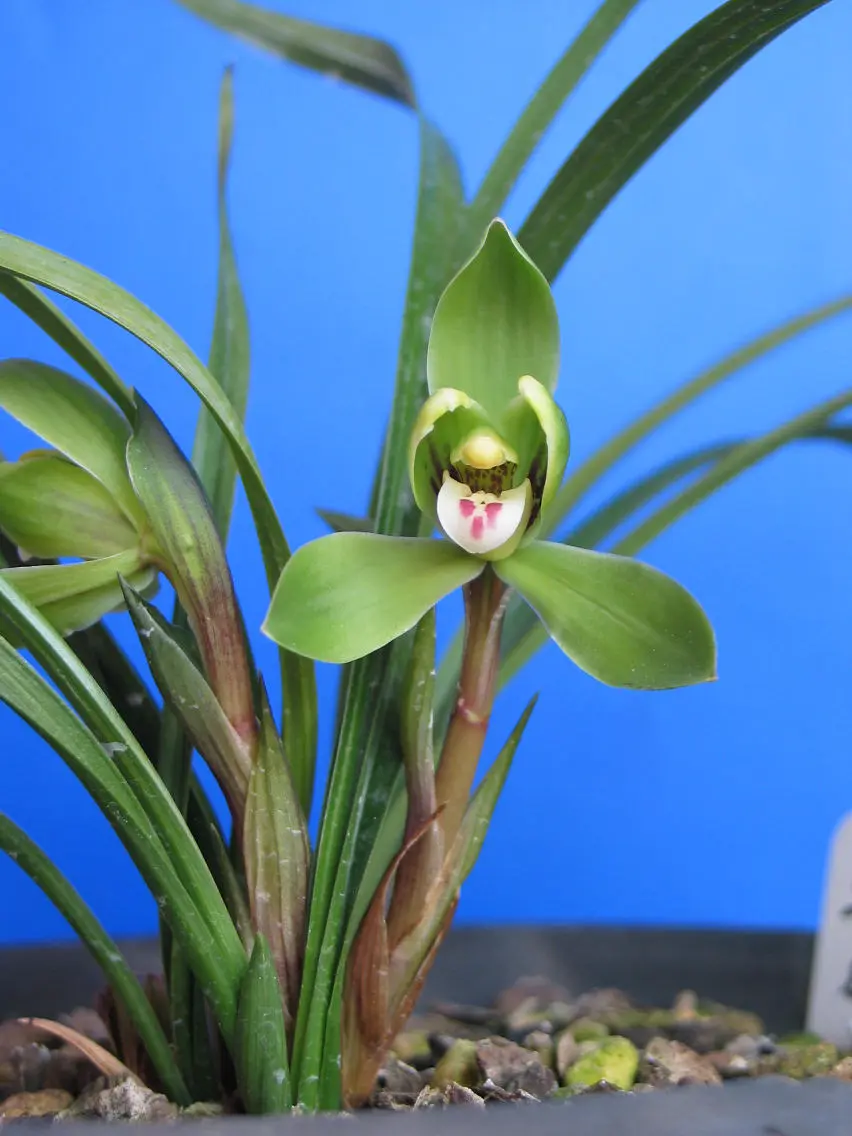 春兰廿七梅朱阿兴