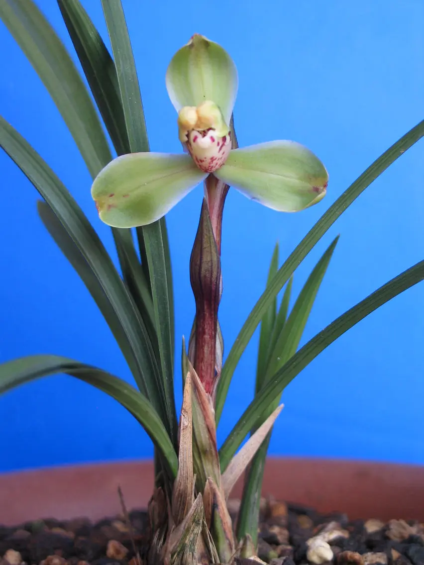 春兰瑞梅宋励超