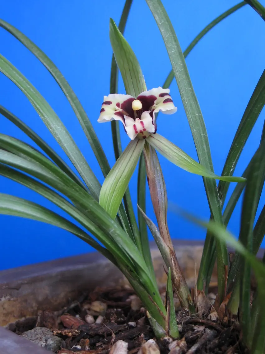 春兰三星蝶李祖良