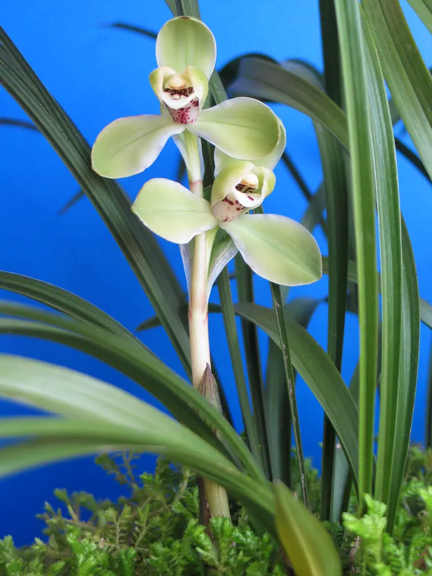 春兰宋梅程国光