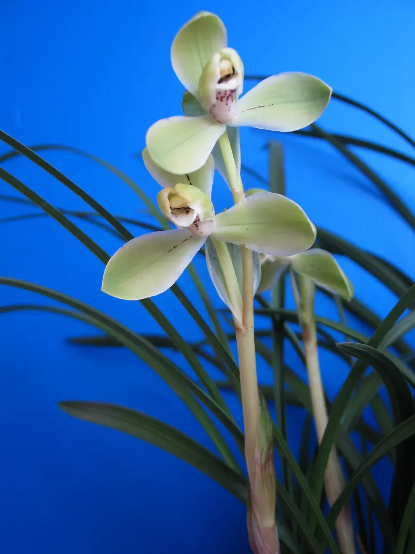 春兰宋梅张月州