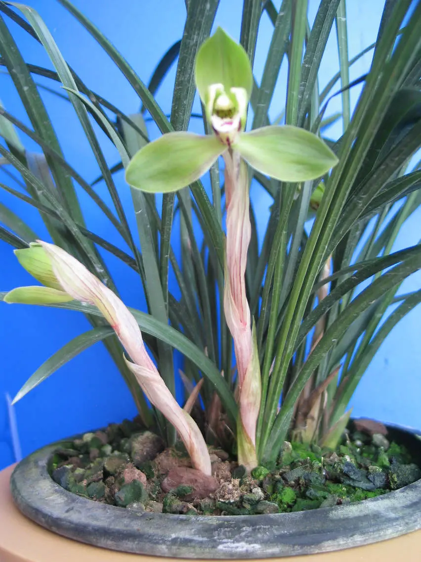 春兰苏州春一品徐立奇