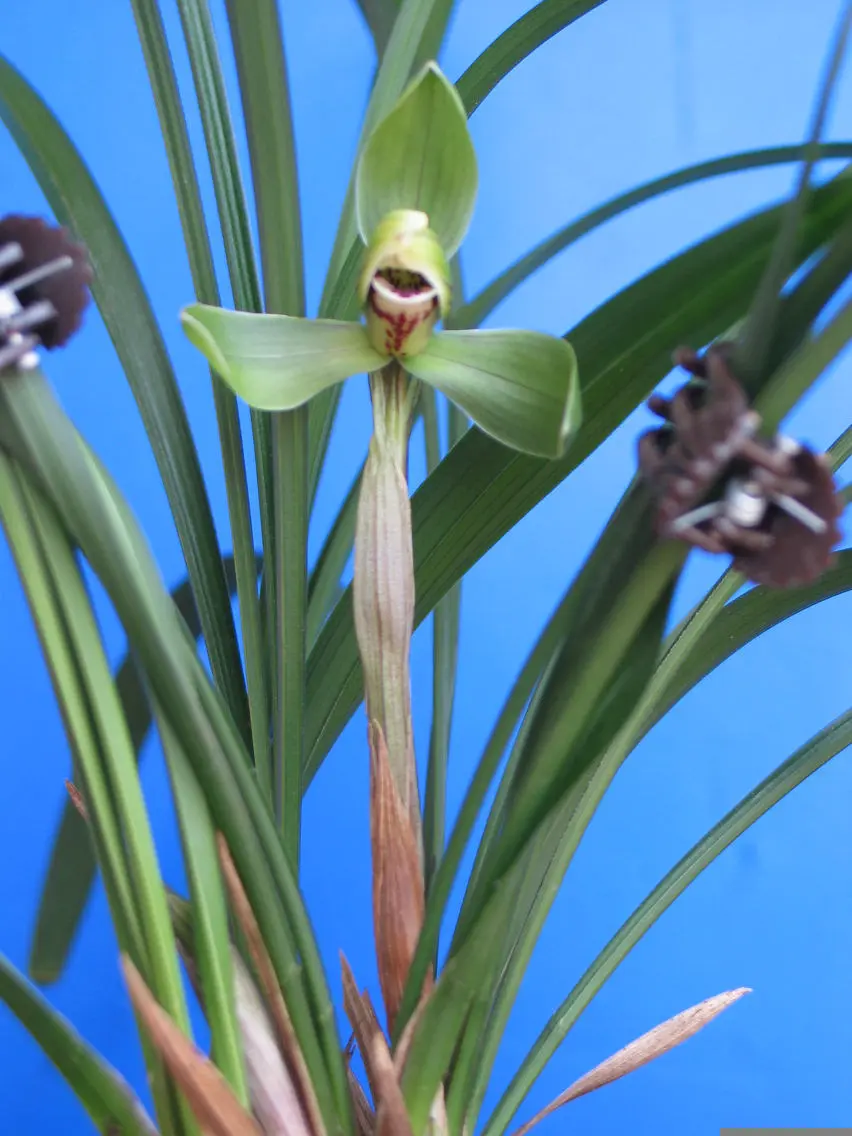 春兰文漪沈永昌