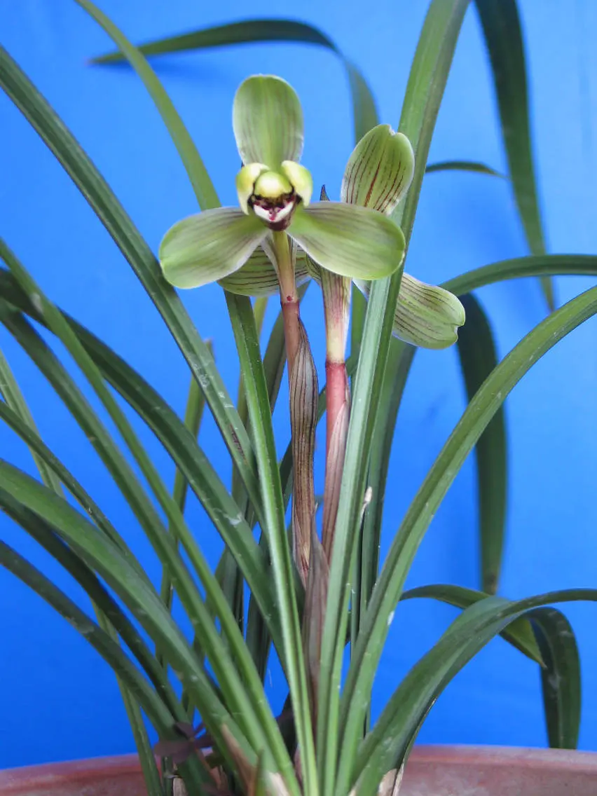 春兰无双梅马志生