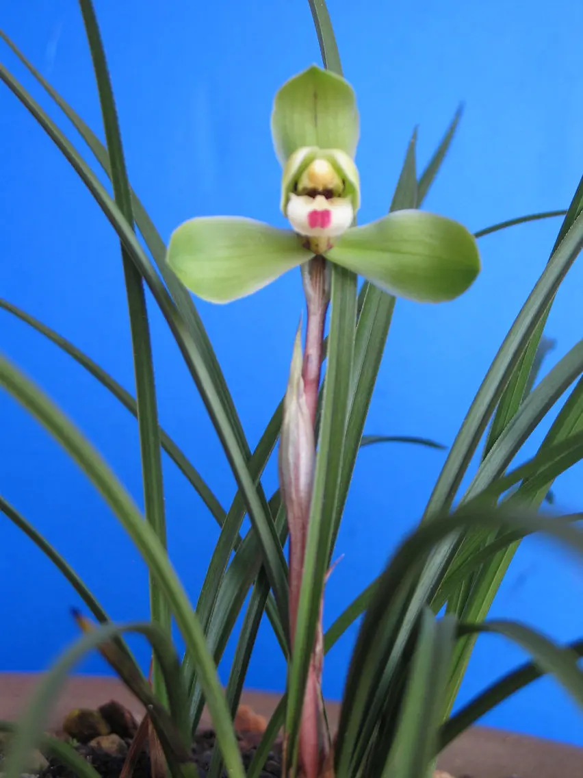 春兰西神梅周仁林