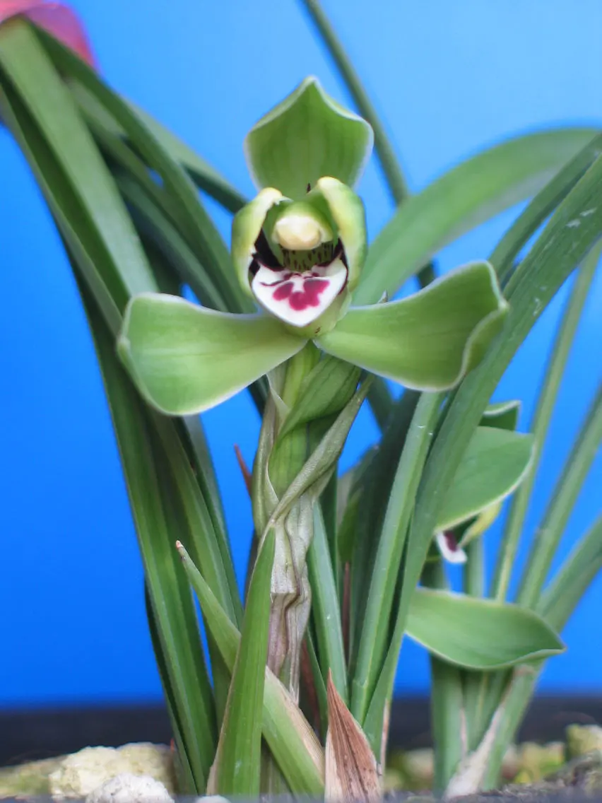 春兰西子盛云峰