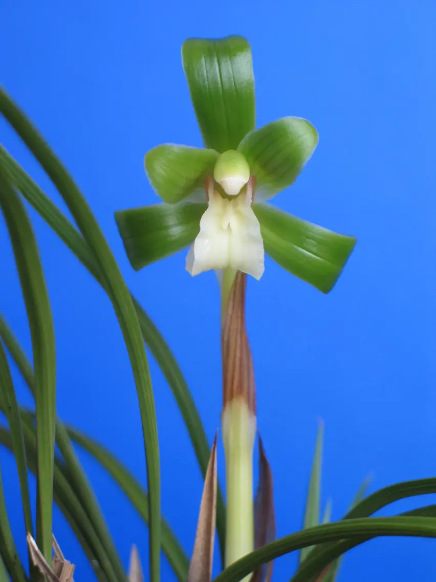 春兰新花丁仲贤