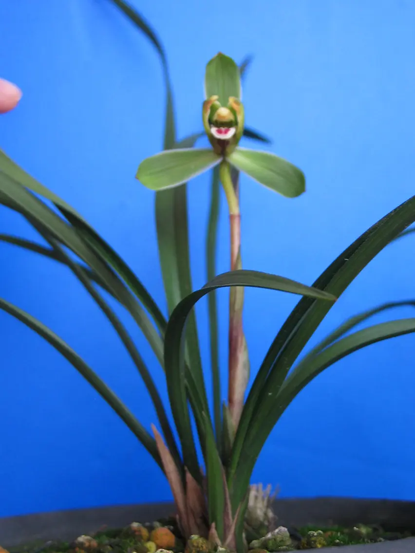 春兰新花李秋龙